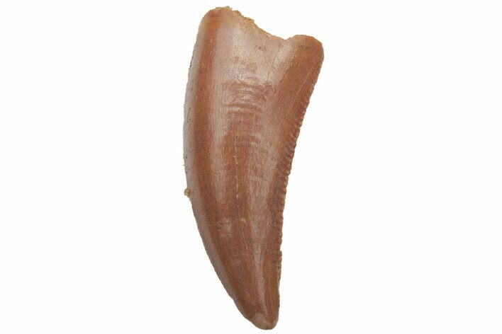 Serrated, Raptor Tooth - Real Dinosaur Tooth #219603